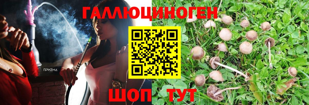 Галлюциногенные грибы Psilocybe Рубцовск